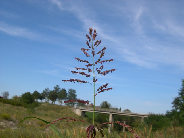 Sorghum halepense